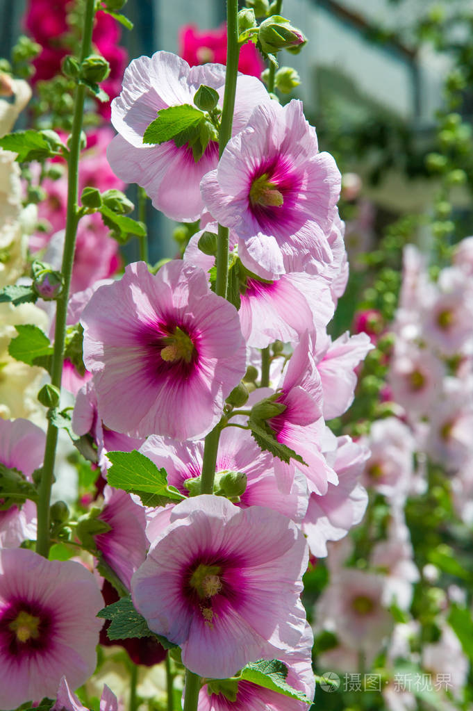 色或紫色的花和盘状的果实几种是作为观赏植物生长的有些是可食用的