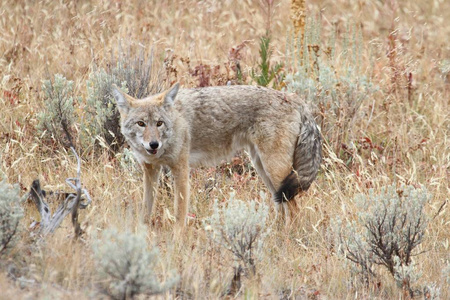 西部郊狼Canislatrans