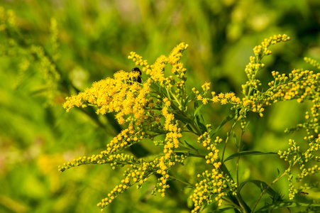 通常被称为金科植物的Solidago是一个属的开花植物属。 它们大多是在开放的地方发现的草本多年生植物
