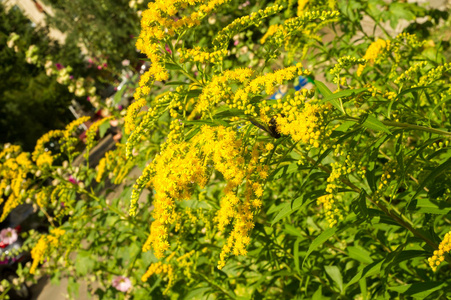 通常被称为金科植物的Solidago是一个属的开花植物属。 它们大多是在开放的地方发现的草本多年生植物