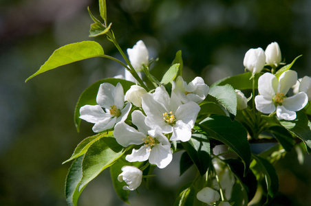 苹果树花。 由通常被色彩鲜艳的花冠花瓣包围的生殖器官雄蕊和心皮组成的植物种子部分