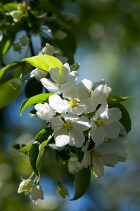 苹果树花。 由通常被色彩鲜艳的花冠花瓣包围的生殖器官雄蕊和心皮组成的植物种子部分