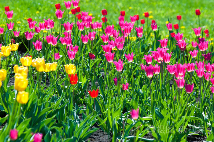郁金香在春天的五颜六色的花一家人的球状植物百合科花大形状像帽子