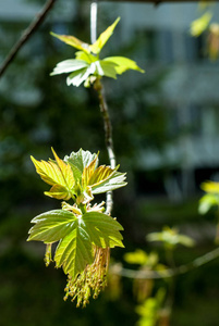 背景图像的纹理春季景观树的第一片叶子