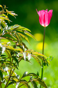 城市花坛里的春天景观郁金香。 自然背景下的郁金香。 城市公园里绿色花坛上美丽的春花特写。 有波克春天背景的花。