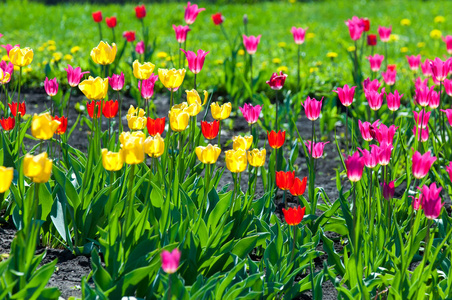 春天的花朵郁金香在春天的五颜六色的花。 一家人的球状植物。 百合科，花大，形状像帽子。