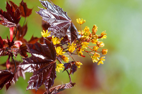 红枫，又称沼泽水或软枫，是北美东部和中部最常见和最普遍的落叶树之一。