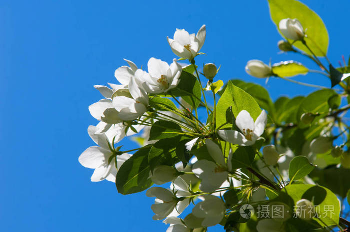 苹果树花.