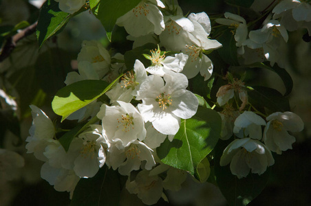 苹果树的花。 春天盛开的苹果。 美丽的盛开的苹果园。 由生殖器官雄蕊和果实组成的植物种子部分