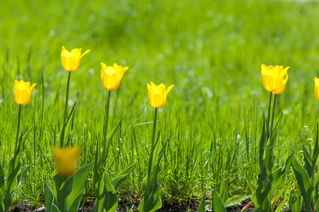 春天的花朵郁金香在春天的五颜六色的花。 一家人的球状植物。 百合科，花大，形状像帽子。