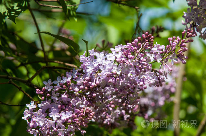 美丽的新鲜紫色紫罗兰花 合上紫色的花 春花紫丁香的一枝 丁香花丁香背景 有春天丁香花的树枝 照片 正版商用图片107yp7 摄图新视界