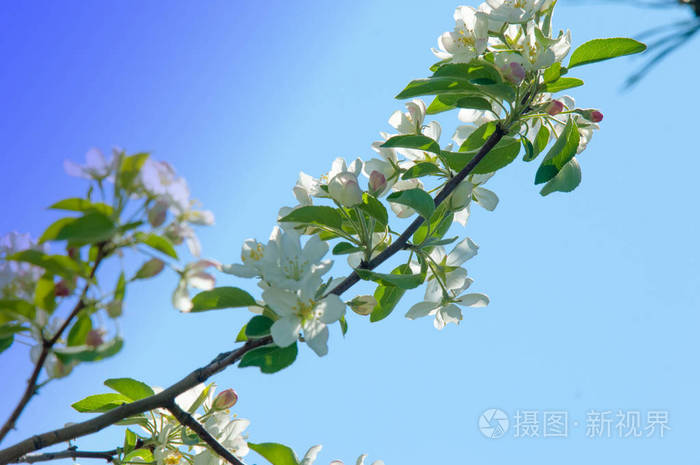 春天的风景苹果 春天的花 在大自然春花的背景上开花的苹果 浪漫典雅的复古插图 叶子和苹果树的花朵照片 正版商用图片107yu8 摄图新视界