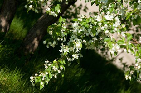 春天的风景苹果。 春天的花。 在大自然春花的背景上开花的苹果。 浪漫典雅的复古插图，叶子和苹果树的花朵