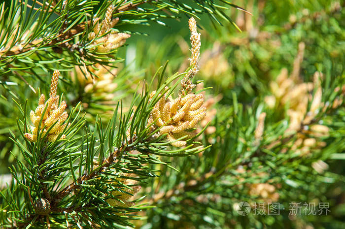 春天的松枝年轻的青松枝春天的森林松枝具有新的动量
