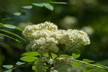 年轻的青松枝. 春天的森林. 松枝,具有新的动量和雄花序.