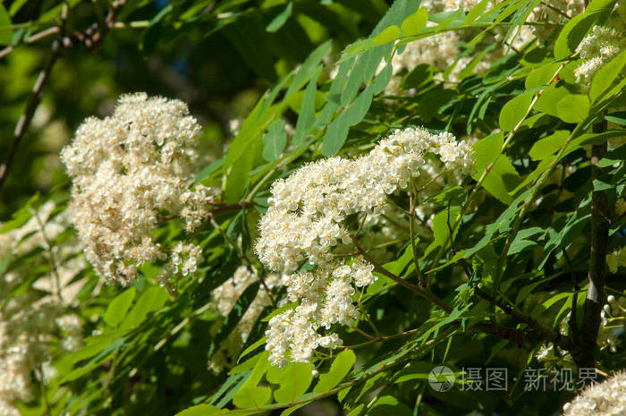 杨梅,桑榆,叶和花的开花.
