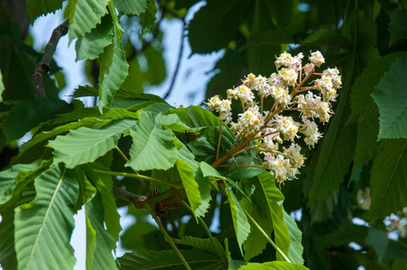 栗子花。 树枝栗子靠近。 白栗花在绿叶茂盛的背景下拍摄。 栗树开花枝