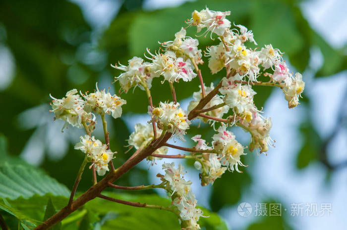 栗子花树枝栗子靠近白栗花在绿叶茂盛的背景下拍摄栗树开花枝