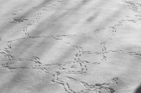 背景冬季摄影。 白色的雪蓬松在空中旋风和静静地倒在地上。 4.现在他已经到了世上，一切都得到了保护，他不怕霜冻的祸害