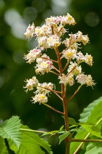 栗子花。 树枝栗子靠近。 白栗花在绿叶茂盛的背景下拍摄。 栗树开花枝