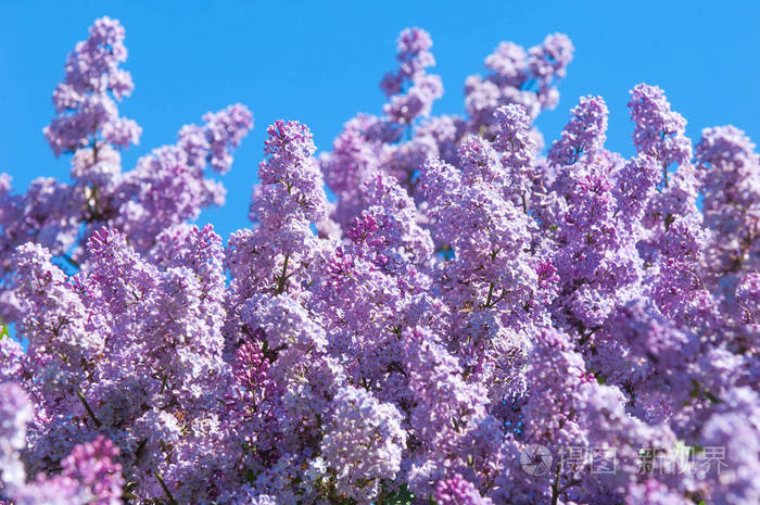 丁香花淡紫色的花淡紫色的树枝绿叶模糊的背景绿色的树枝有春天的丁香