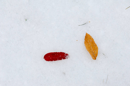 秋天的风景。 第一场雪上的叶子是黄色的。 第一场雪中五颜六色的秋叶。 秋叶的抽象背景。 秋天的背景。 第一场雪。