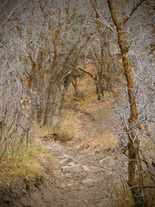 深秋全景森林景观徒步旅行骑马小径穿过黄色叉子上的的树木和玫瑰峡谷小径，在美国犹他州盐湖县的石场前面。