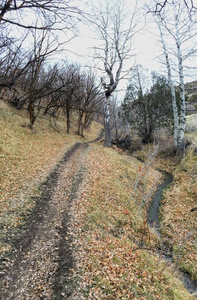 深秋全景森林景观徒步旅行骑马小径，穿过黄色叉子上的树木和玫瑰峡谷小径，在美国犹他州盐湖县的石场前面。