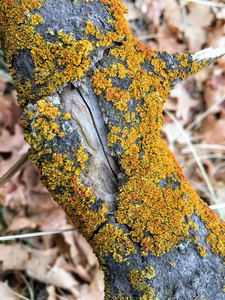 树皮上的黄色和橙色地衣共生组合，真菌与藻类或细菌紧密相连，落在黄叉上，玫瑰峡谷小径在美国犹他州盐湖县的石斑线上。