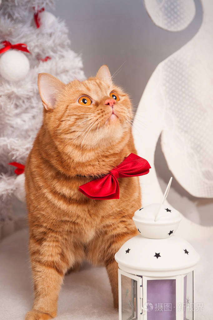 红蝴蝶里的红猫