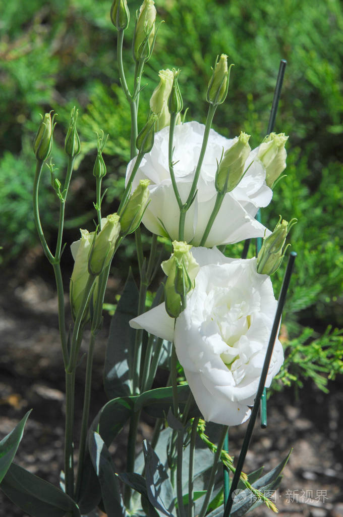 通常被称为或草原龙胆草