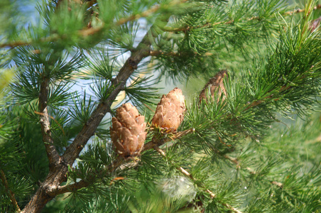欧洲落叶松是一种落叶松,原产于阿尔卑斯山和喀尔巴阡山的中欧山区.