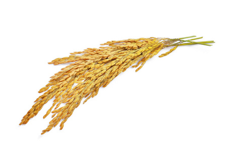 白色背景黄稻照片