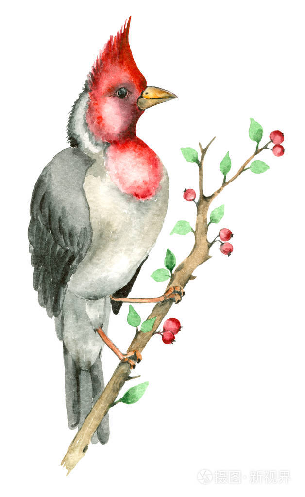 水彩鹦鹉鸟