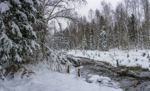 冬天森林里的一条小河