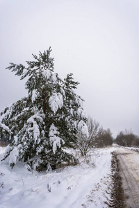 松树被雪覆盖, 站在路边