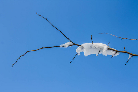 树覆盖着白霜和雪的小枝在胜利的背景