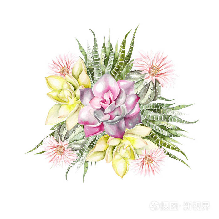 带仙人掌和植物的水彩花束照片 正版商用图片1085 摄图新视界
