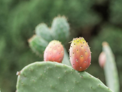 刺梨或仙人掌植物特写图片