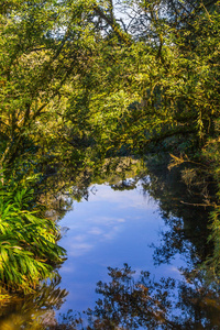 Gramado 森林中的河流