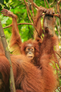 婴儿苏门答腊猩猩旁边的母亲 n 乌拉 Leuser 国家