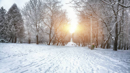 白雪覆盖的树木，在城市公园