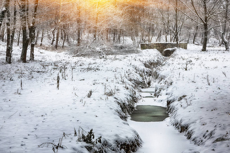 白雪覆盖的树木，在城市公园