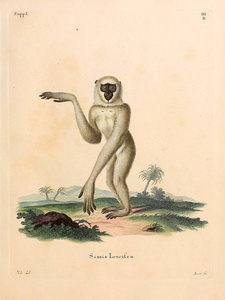 灵长类动物的插图。 死在阿比登根，纳奇德，麻省理工学院，贝斯克里本根。 1778