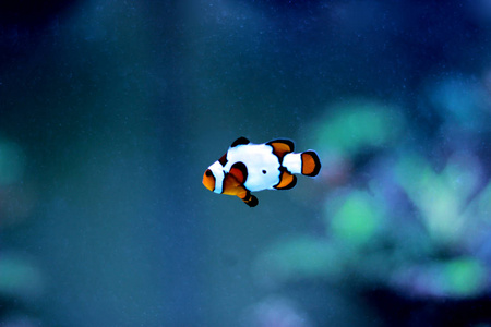 毕加索小丑鱼稀有物种照片
