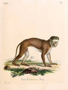 灵长类动物的插图。 死在阿比登根，纳奇德，麻省理工学院，贝斯克里本根。 1778