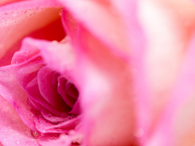 柔和的焦点，特写美丽的玫瑰花背景。 粉红色玫瑰花瓣的纹理作为背景。