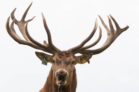 新西兰基督城-2012年5月26日: 红鹿半长画像照片