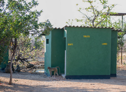津巴布韦厕所站的狒狒一家