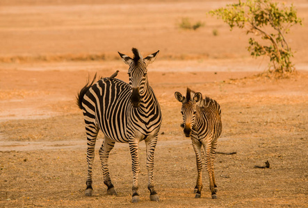 南非津巴布韦大草原上的斑马